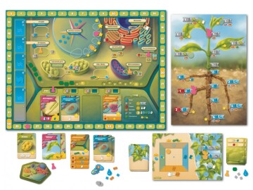 Cellulose: A Plant Cell Biology Game