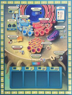 Cytosis: A Cell Biology Board Game