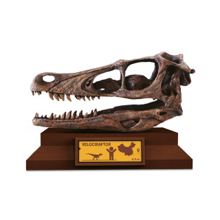 Lovci lebek: Velociraptor