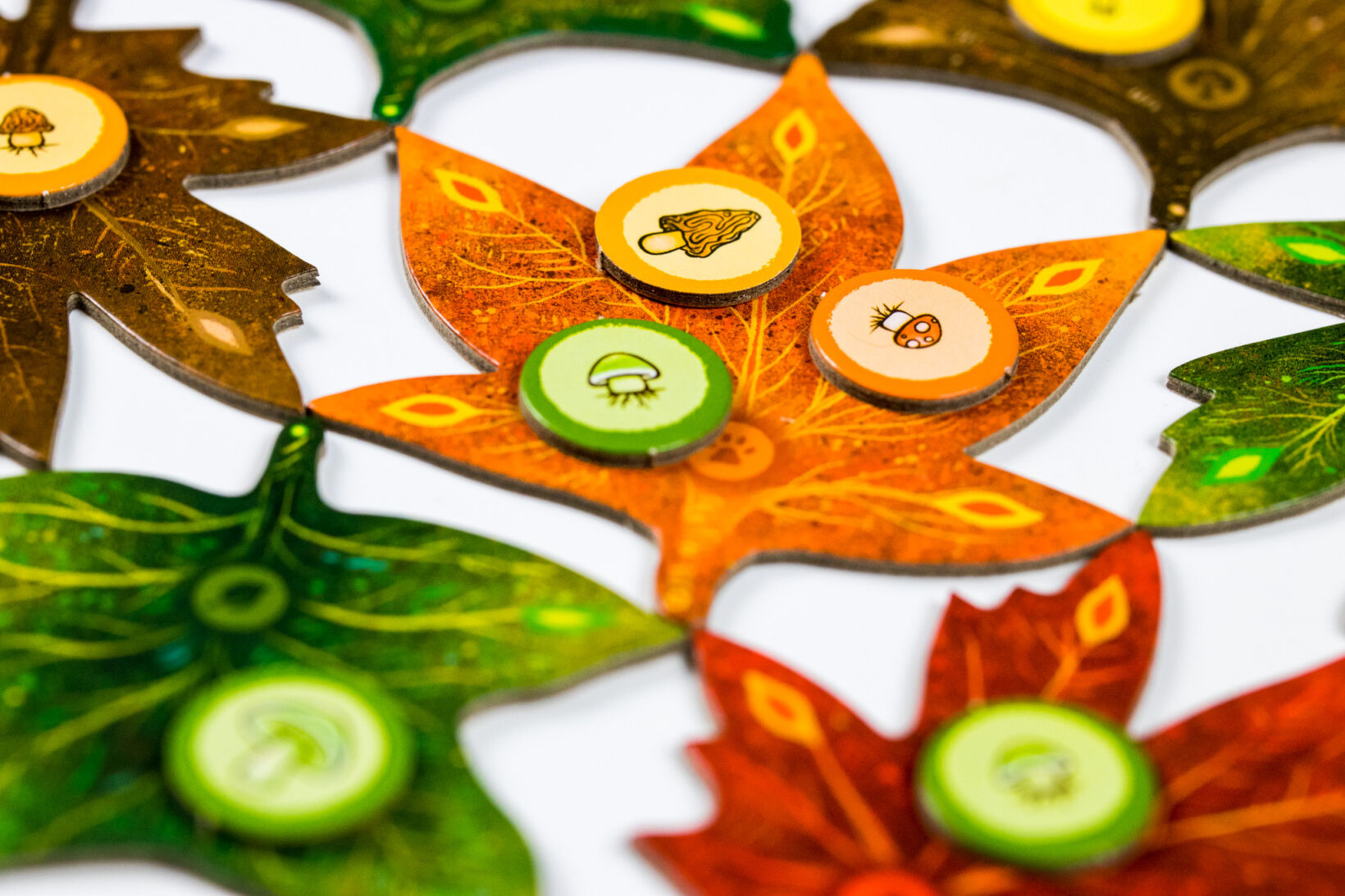 Listí + Medvědí období