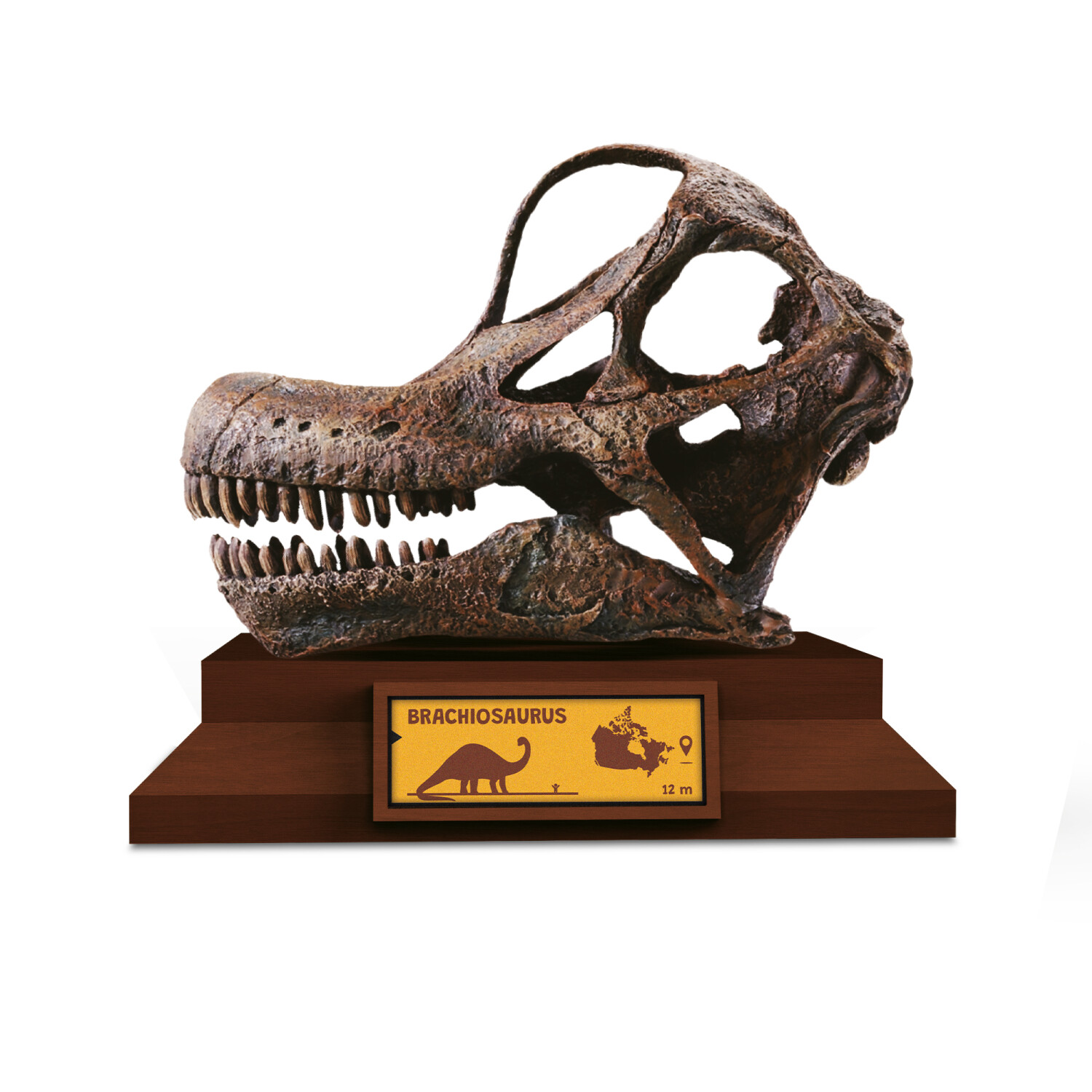 Lovci lebek: Brachiosaurus