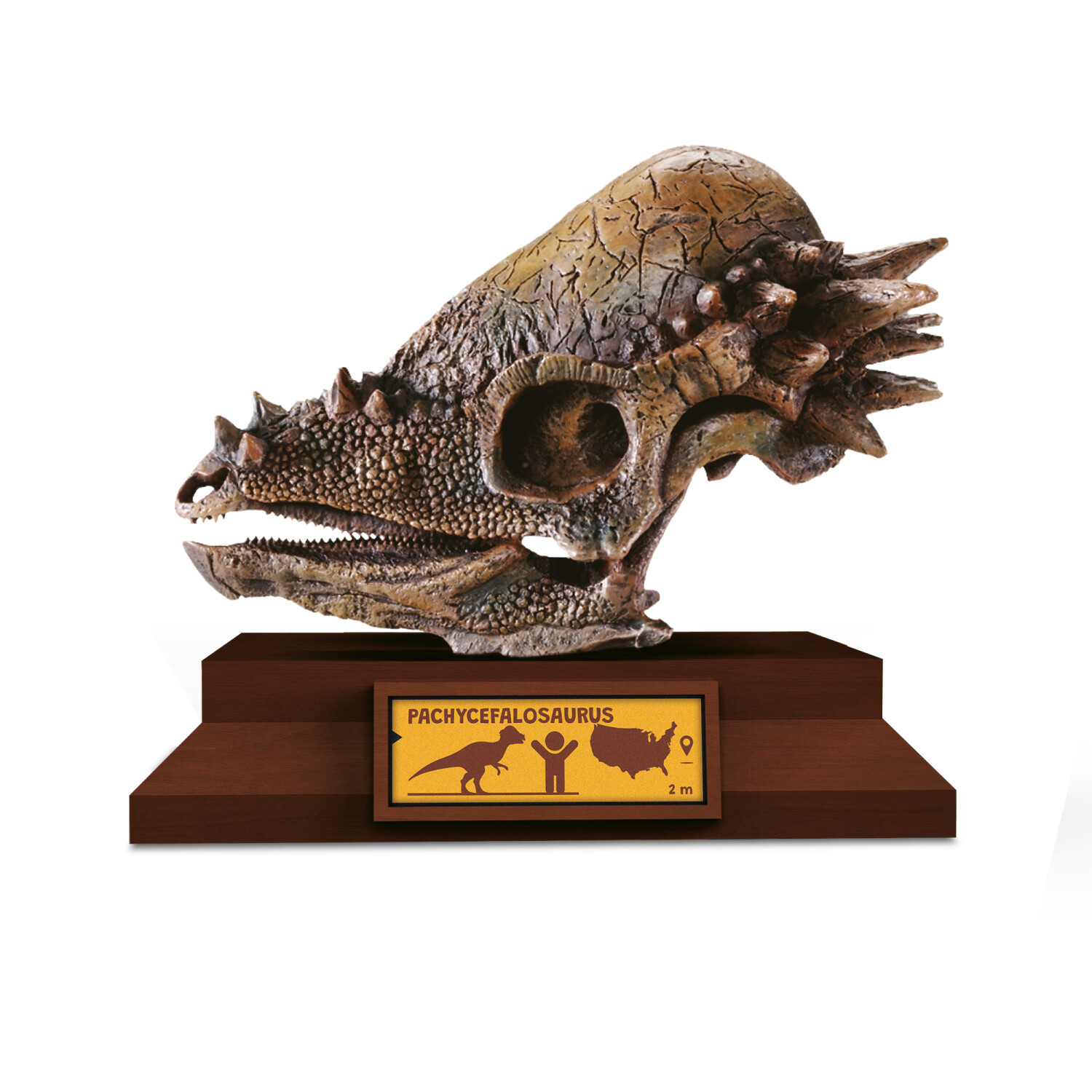 Lovci lebek: Pachycephalosaurus