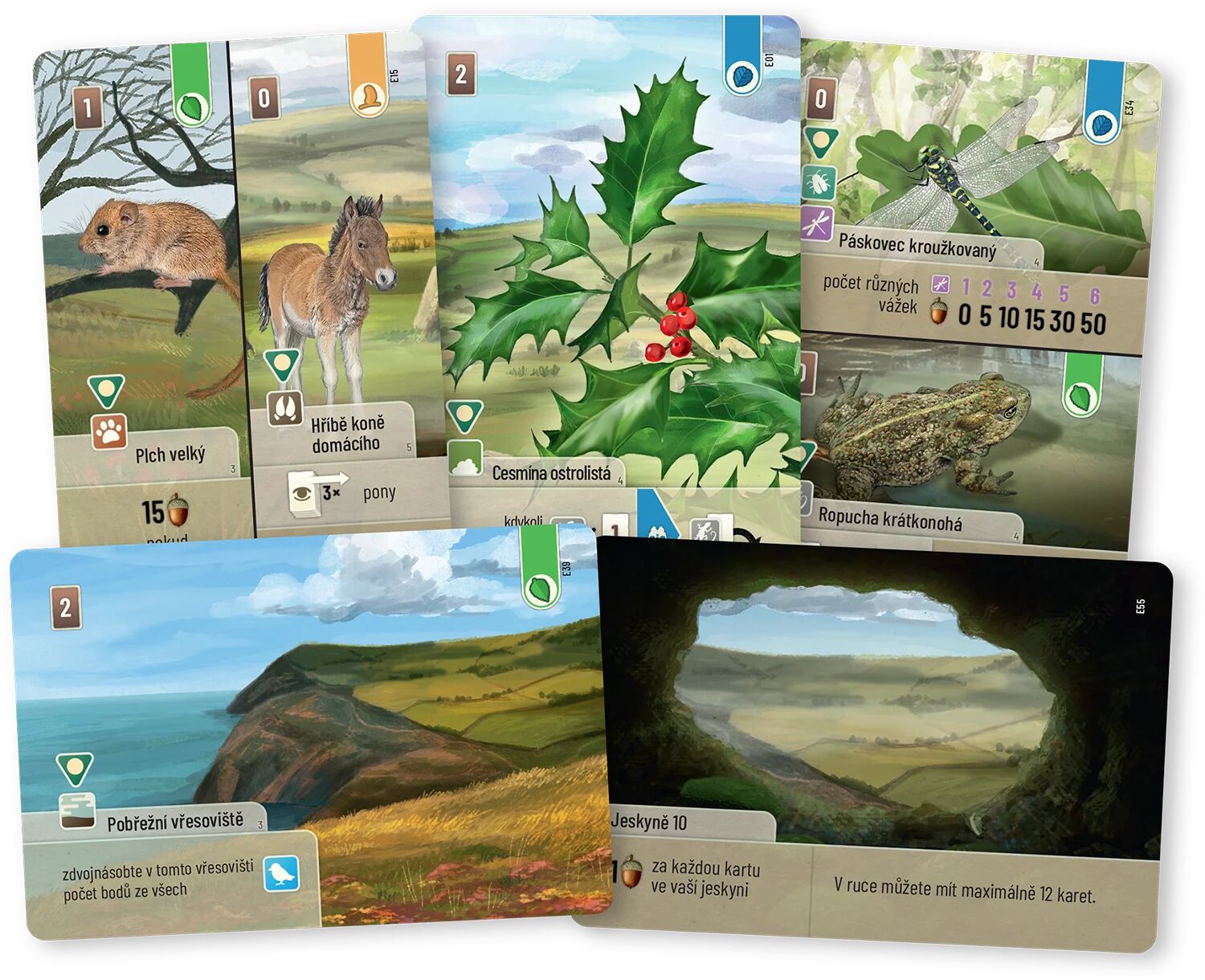 Smíšený les: Dartmoor - Exmoor